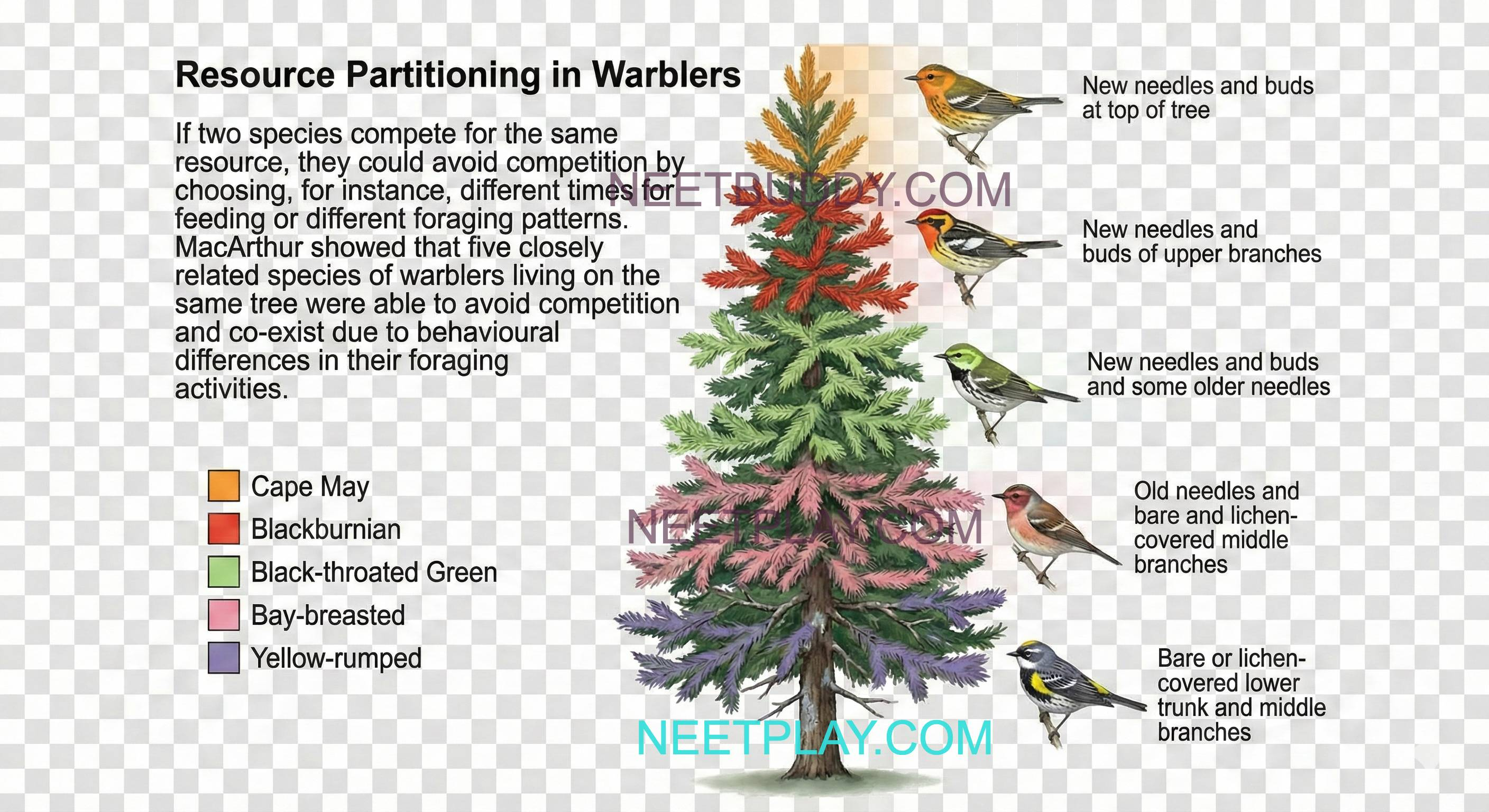 Diagram of Warblers partitioning tree resources