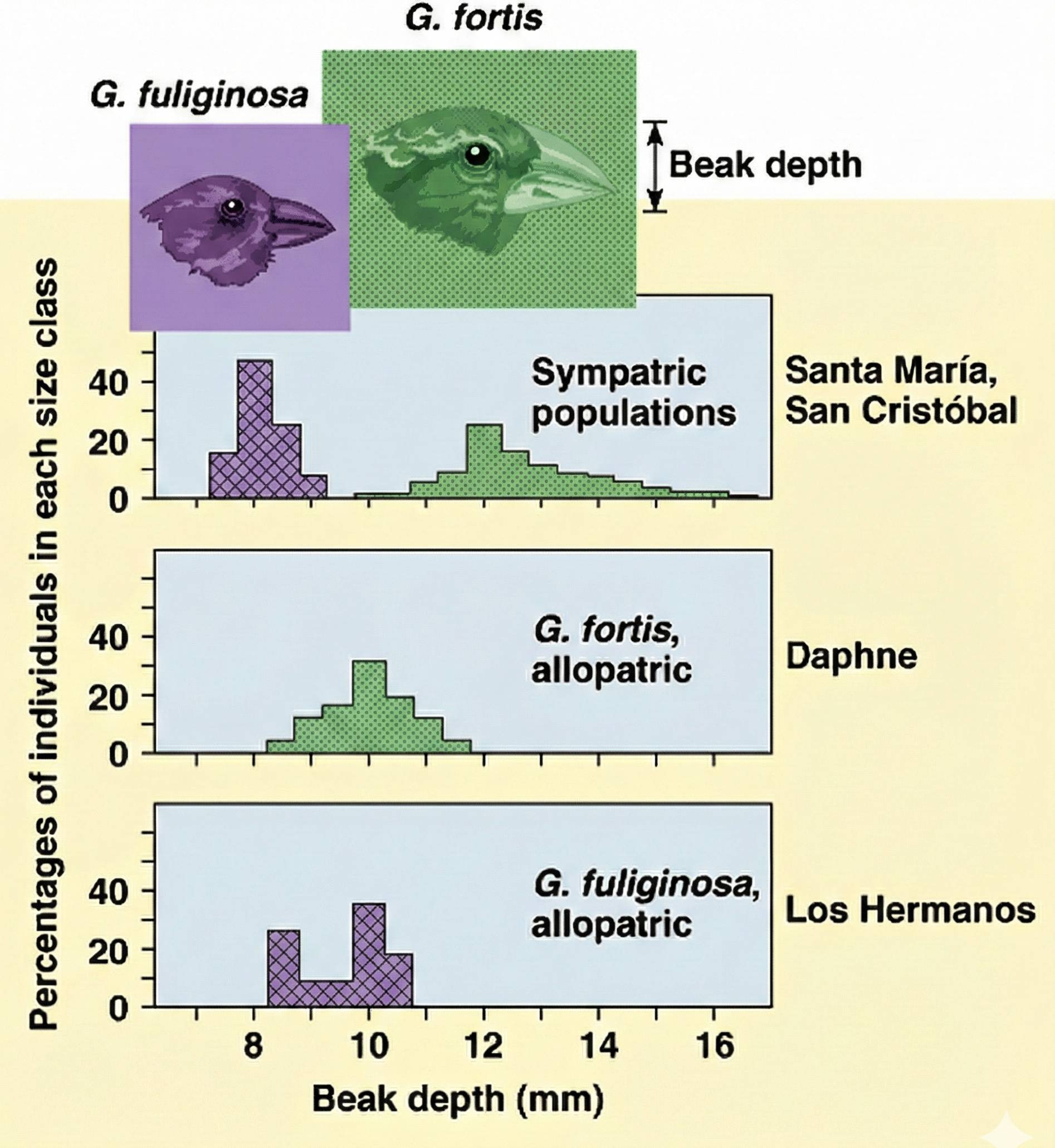 Darwin's Finches beak comparison